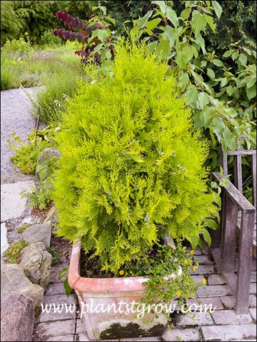 Nice bright yellow color in the early summer.
